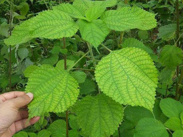 清明节做“青团”，4种野菜不要错过，美味又营养，附制作方法