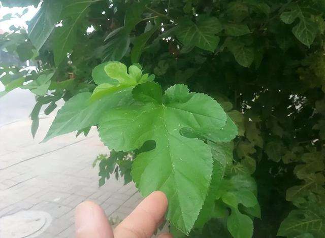 清明节做“青团”，4种野菜不要错过，美味又营养，附制作方法