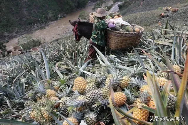 和朋友抢着吃的牛奶凤梨，自然成熟，削皮直接吃，太新鲜啦