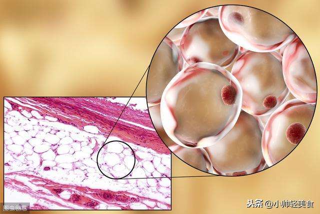 食物是怎么转变成脂肪的？别盲目减肥，先搞清楚脂肪是怎么来的？