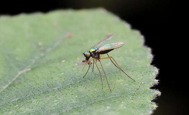 夏季养花蚊虫多，教你5个不喷药的小妙招，“灭光”蚊虫还环保