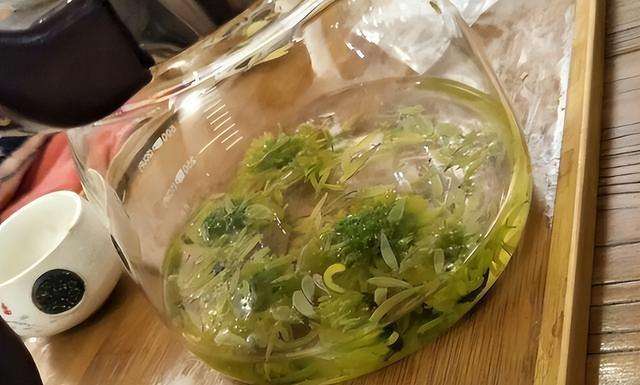 年龄大要忌菊花茶？50岁往后，牢记“2喝2不喝”，喝对益处多