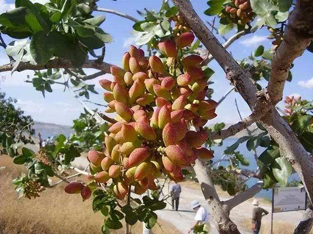 开心果种植管理诀窍及在山东种植的实验（随时更新）