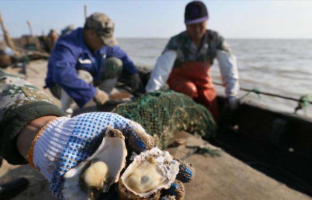 “海蛎子”到底能不能生吃？一天可过滤190升海水，肠道有多脏？