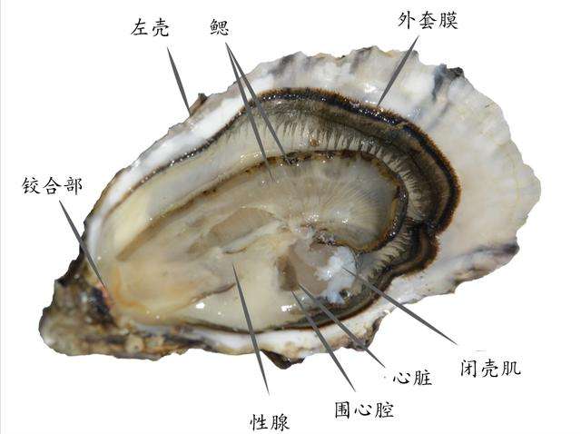 “海蛎子”到底能不能生吃？一天可过滤190升海水，肠道有多脏？