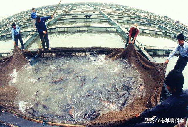 扶不起的三文鱼：我国苦心经营50年，为何始终养不好一条鱼？