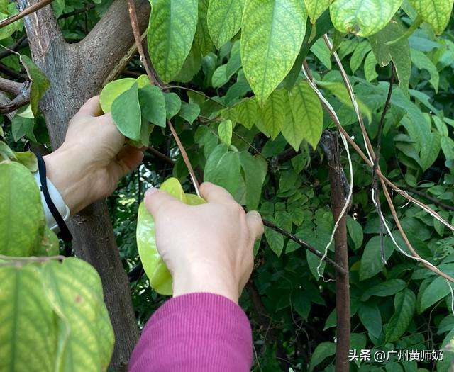 杨桃和瘦肉一起煲汤，清咽润燥，做法简单，酸酸甜甜很好喝