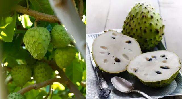 台生水果分享：凤梨释迦，世界上最甜的水果