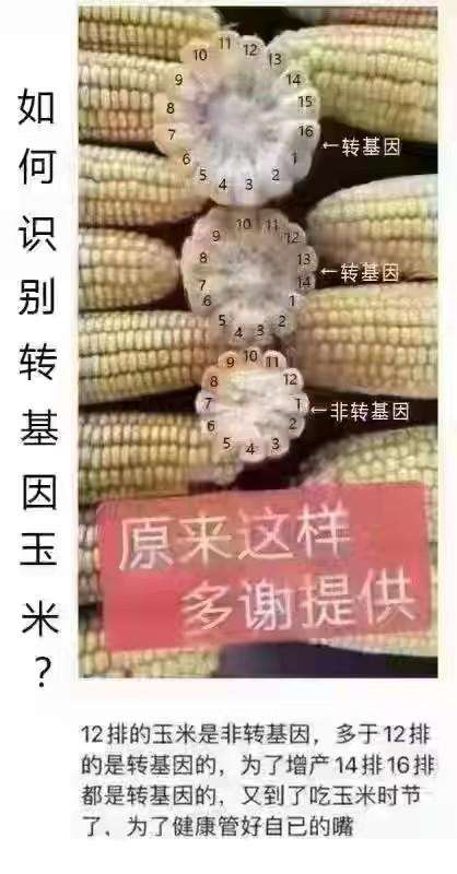 转基因玉米安全吗？入秋第一波谣言，专攻菜市场