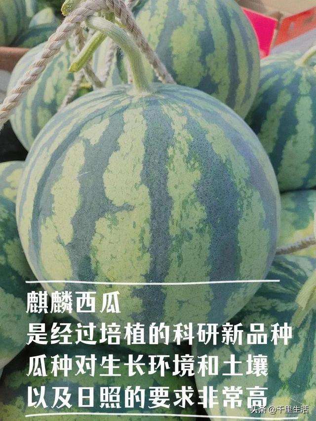 “盛夏之王”，夏日消暑“神器”，麒麟瓜，轻咬一口满嘴瓜汁