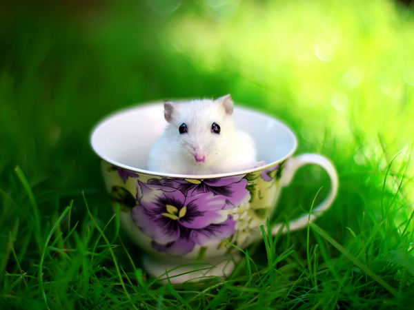 为什么用小白鼠做实验不用小黑鼠