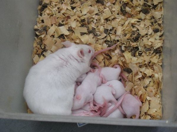 为什么用小白鼠做实验不用小黑鼠