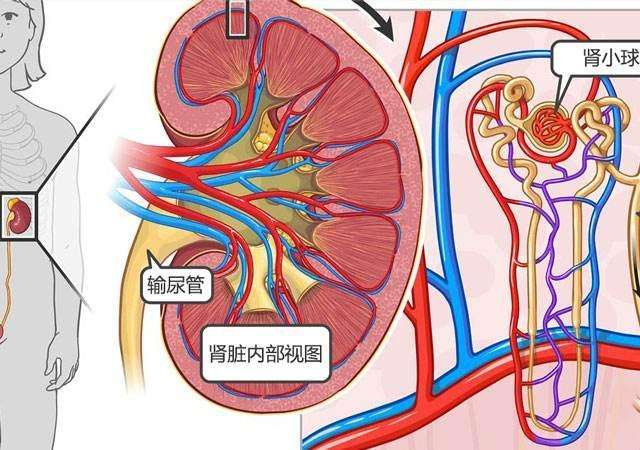 5个医生常讲的肾炎发病缘由，日常注意5个预防小妙招，远离肾病