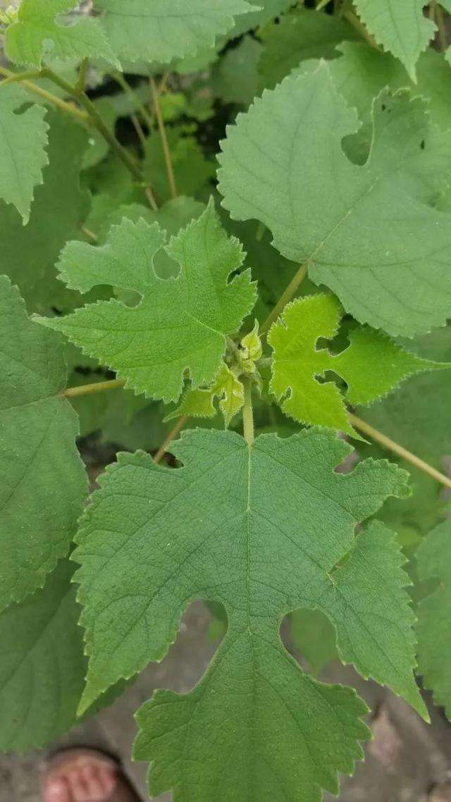 野菜记忆（童年生活之一）