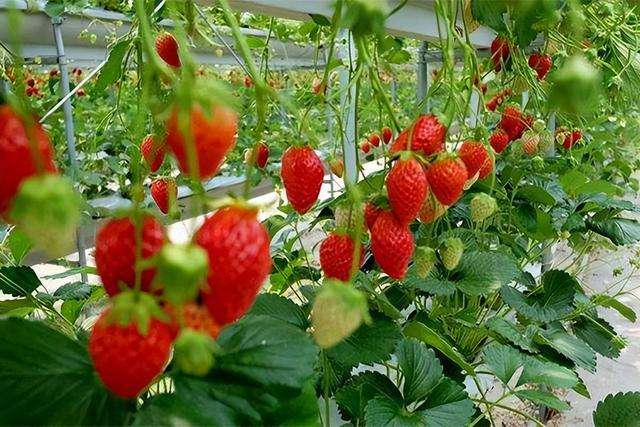 草莓素有早春第一果的美称，品种究竟有哪些？种植技术很好掌握