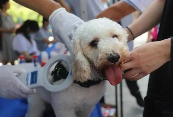 狂犬病的致死率是多少