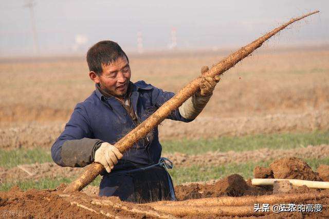 如何辨别粉糯和清脆的麻山药？掌握住以下这些诀窍，并不难