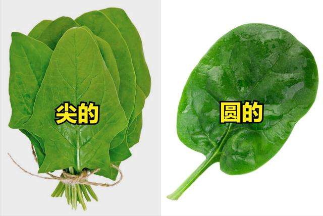 春天买菠菜，记得区分“红根”和“白根”，差别挺大，别挑错了