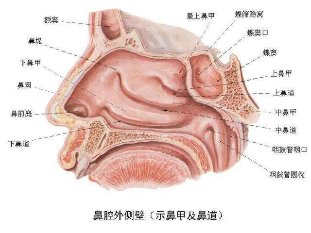 缓解鼻塞、流鼻涕，给鼻子通通气，积极治疗鼻炎