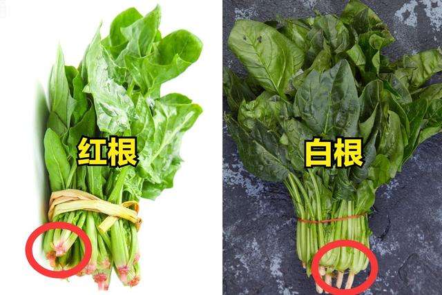 春天买菠菜，记得区分“红根”和“白根”，差别挺大，别挑错了