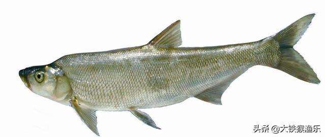 钓鱼人公认最好吃的十种淡水鱼，黄河鲤鱼上榜