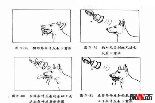 桑代克的迷笼实验又称为饿猫实验