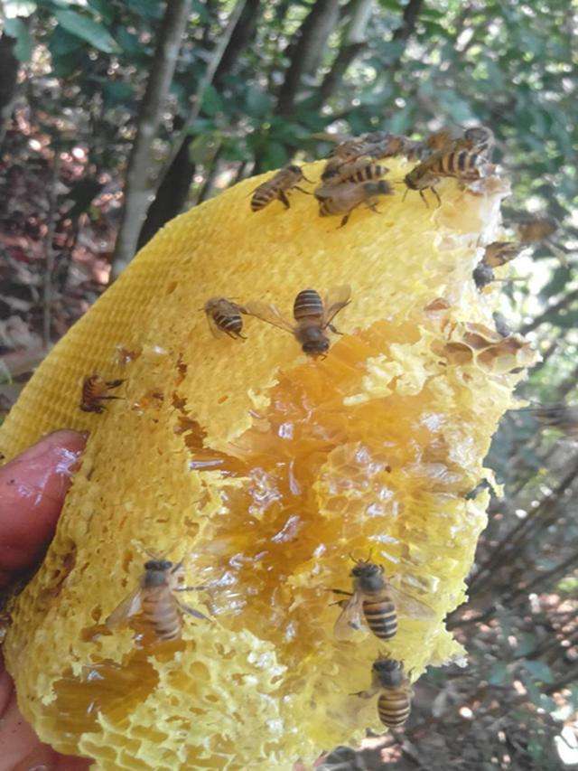 蜂蜜水的冲食方法