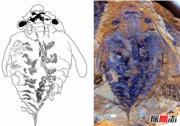 寒武纪十大诡异生物