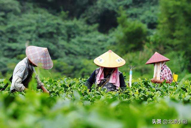 为什么有些茶越喝越渴？原来有这4大原因，看看你属于哪种？