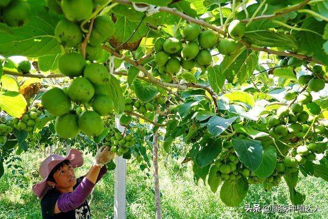 “新型水果”走红，皮薄多汁，好吃又好养，你知道吗