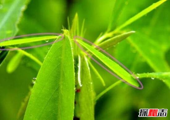 解析风流草的舞蹈