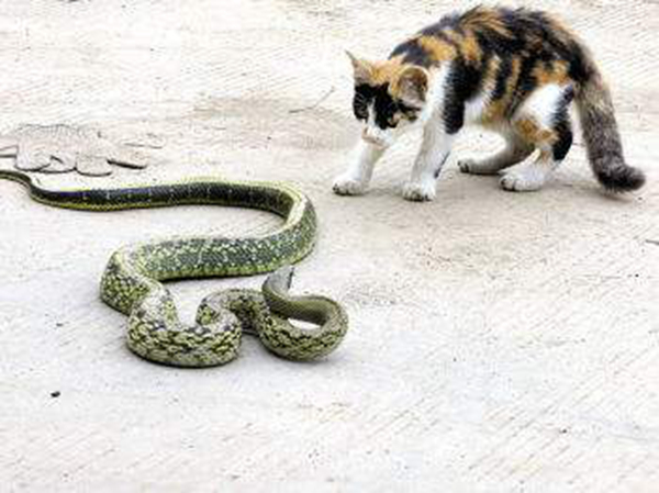 为什么猫不怕蛇咬