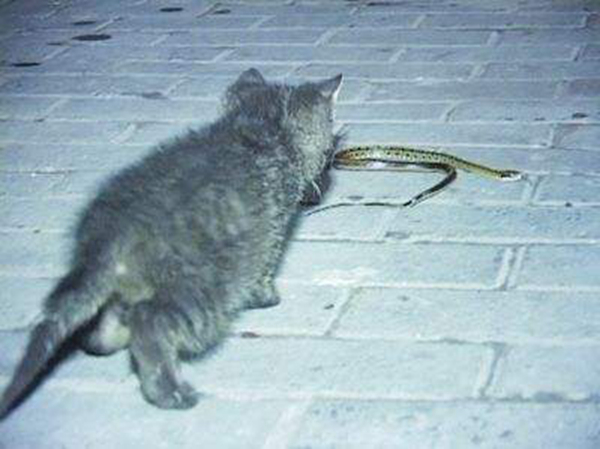 为什么猫不怕蛇咬