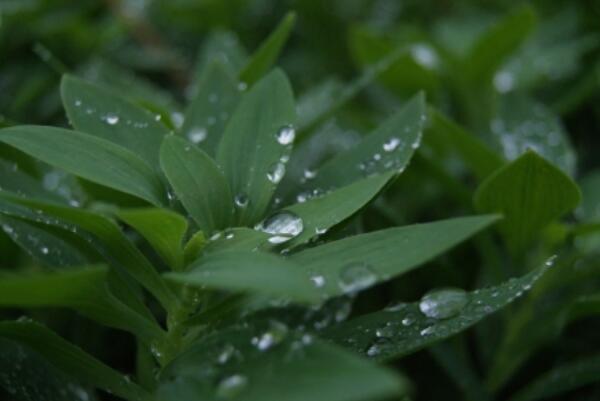 世界上最罕见的怪雨