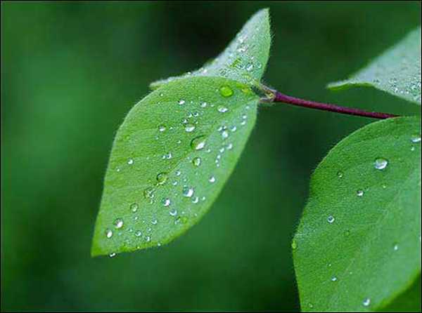 白露是什么意思二十四节气