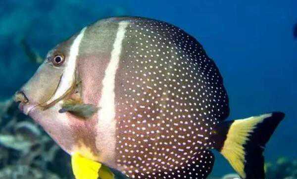 斑点刺尾鱼：一种既观赏又食用的鱼（全身的斑点会伪装它）
