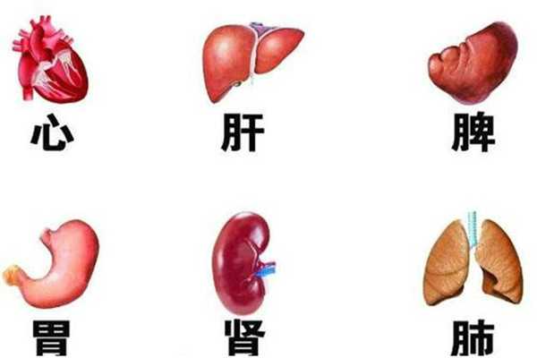 名称：人体器官结构图：内脏和肾脏的位置