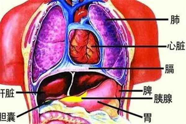 名称：人体器官结构图：内脏和肾脏的位置