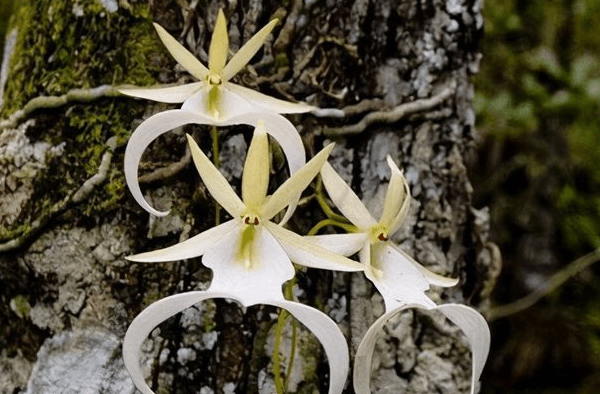 世界上即将灭绝的花：尸香魔芋、鬼兰等