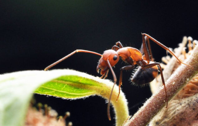 如果蚂蚁和大象可以繁殖怎么办？