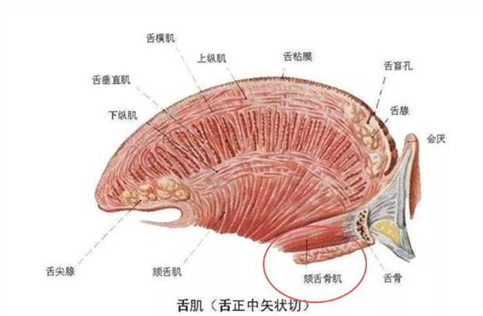 舌头不感觉累 为什么人类没有把舌头进化成武器？