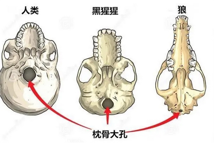 人类没有攻克的疾病有哪些