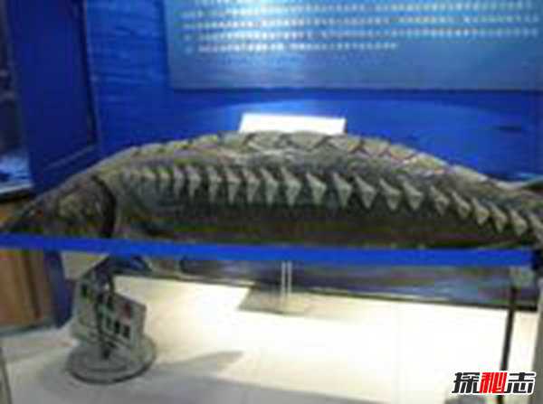 中国特有的古老珍惜鱼类