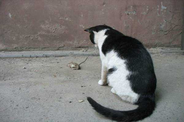 猫为什么是老鼠的天敌短文