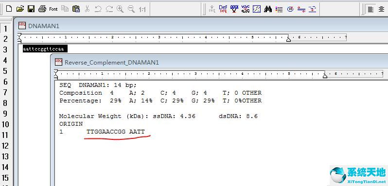 dna反向连接图示(dnaman如何得到反向互补序列)