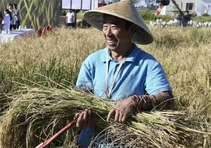 胭脂稻种在哪能买到