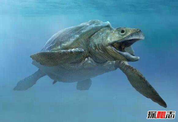 世上最大的海龟是
