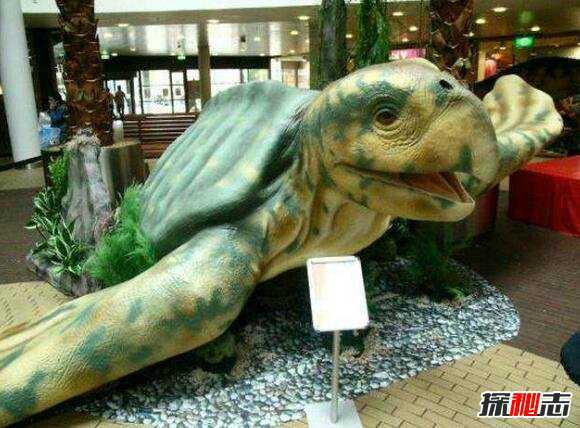 世上最大的海龟是