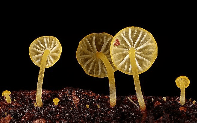 世界排名前三的毒蘑菇是什么