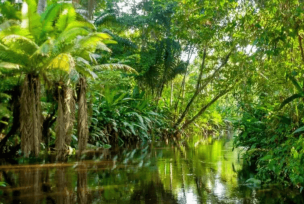 亚马逊雨林最大的树